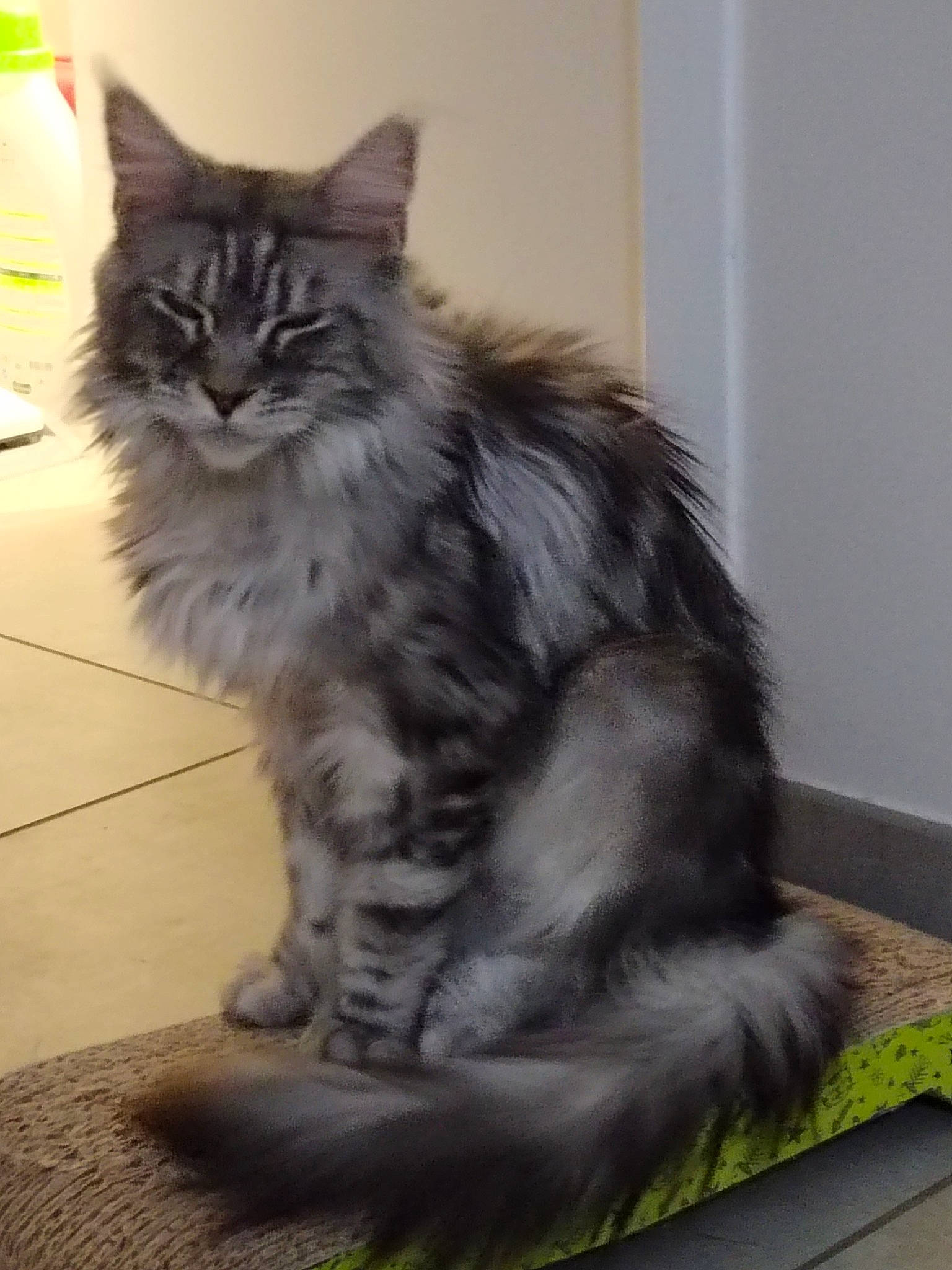 Sekhmet a rejoint le concours — aidez-le/la à gagner de superbes lots ! british_longhair, carnivore, cat, claw, comfort, felidae, flooring, fur, iris, maine_coon, paw, sitting, small_to_medium_sized_cats, snout, tail, terrestrial_animal, whiskers, window