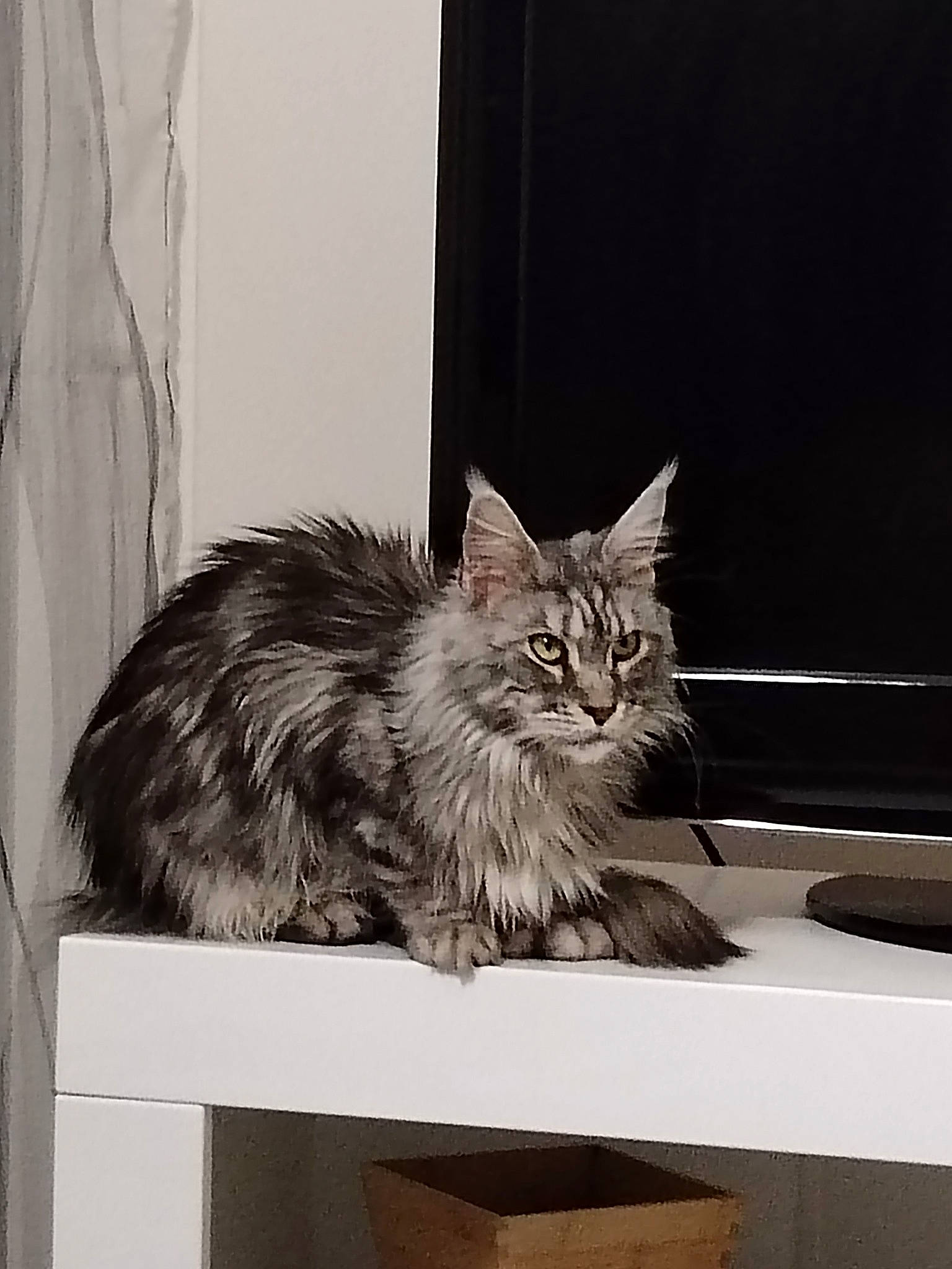 Sekhmet participe au concours pour gagner de l'argent avec cette photo : carnivore, cat, claw, curtain, domestic_short_haired_cat, felidae, fur, maine_coon, monochrome, monochrome_photography, paw, small_to_medium_sized_cats, snout, tail, whiskers, window