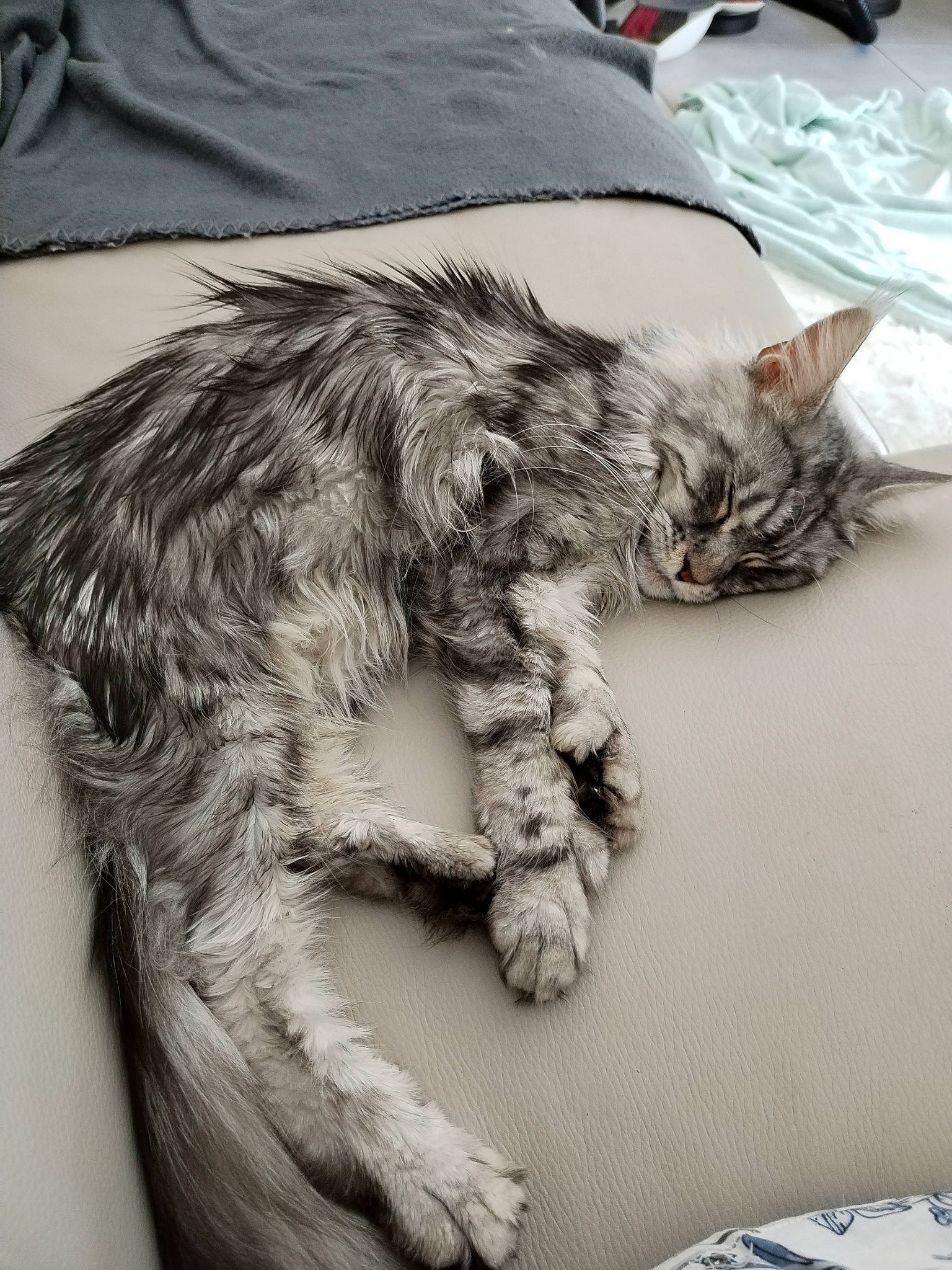 Sekhmet participe au concours pour gagner de l'argent avec cette photo : bored, canidae, carnivore, cat, claw, comfort, companion_dog, dog_breed, domestic_short_haired_cat, felidae, fur, gesture, grey, monochrome, paw, small_to_medium_sized_cats, snout, sporting_group, tail, whiskers