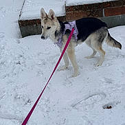 Hazel is registered to the contest to win money with this photo: dog, snow, leash, harness, outdoor, animal, winter, curious, canine, pet, side_view, snowy_ground, brick_step, young_dog, walking, nature, cold, fur, ears_up, daylight