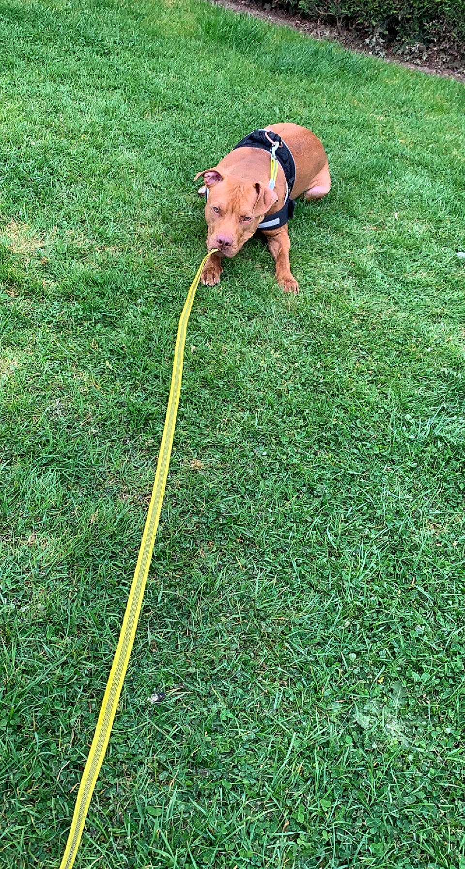 Daya participe au concours pour gagner de l'argent avec cette photo : canidae, carnivore, companion_dog, dog, dog_breed, fawn, fun, grass, grass_family, grassland, groundcover, lawn, mammal, pasture, people_in_nature, plant, sporting_group, tail, vertebrate, working_animal