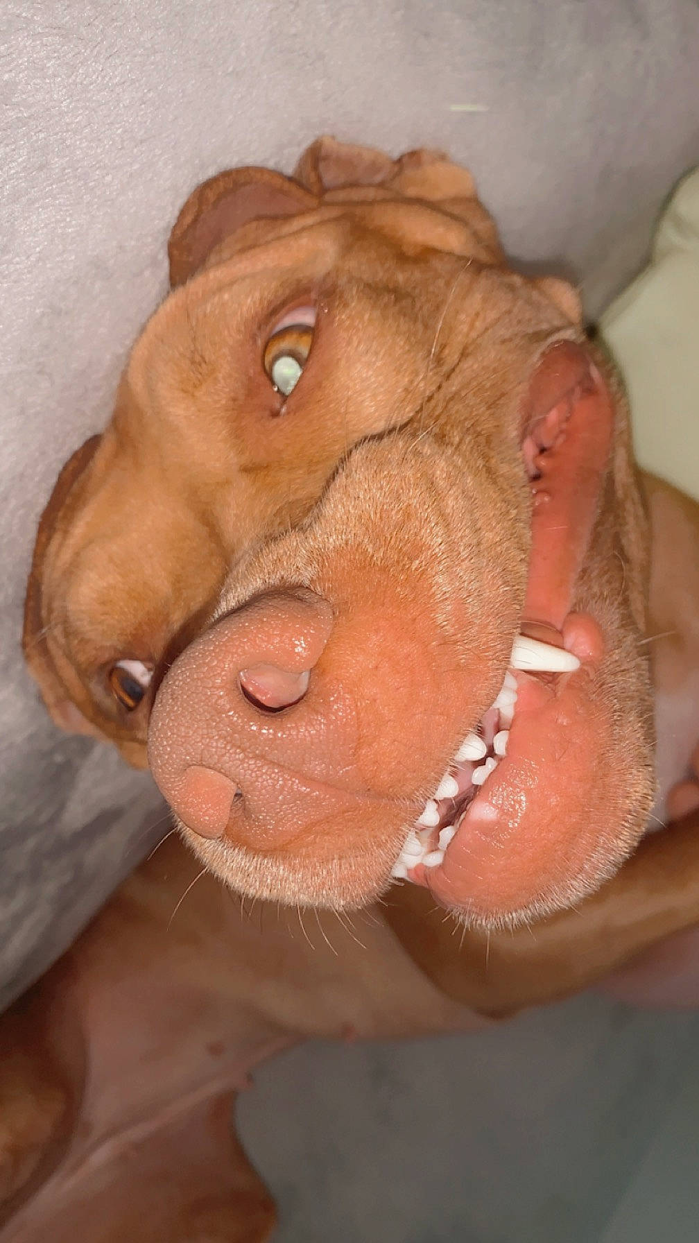 Daya a rejoint le concours — aidez-le/la à gagner de superbes lots ! bathing, canidae, carnivore, chest, companion_dog, dog, dog_breed, dog_supply, ear, fawn, fur, jaw, liver, pet_supply, snout, sporting_group, sunglasses, whiskers, working_animal, wrinkle