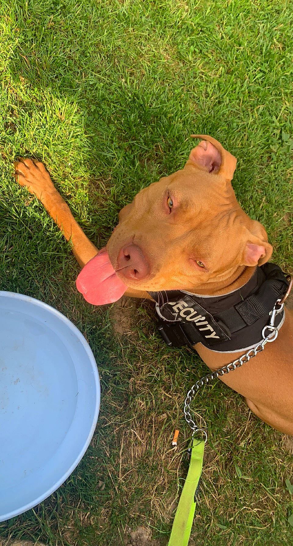 Daya participe au concours pour gagner de l'argent avec cette photo : dog_breed, domestic_pig, fashion_accessory, fawn, fun, grass, personal_protective_equipment, plant, plastic, recreation, snout, soil, sporting_group, suidae, tail, terrestrial_animal, toy, vertebrate, wood, working_animal