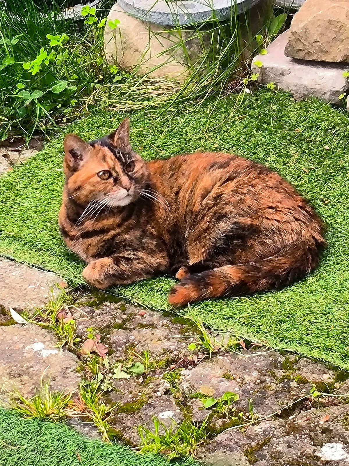 Isis participe au concours pour gagner de l'argent avec cette photo : brown, carnivore, cat, fawn, felidae, fur, grass, groundcover, liver, plant, rock, small_to_medium_sized_cats, snout, soil, tail, terrestrial_animal, whiskers, wildlife, wood