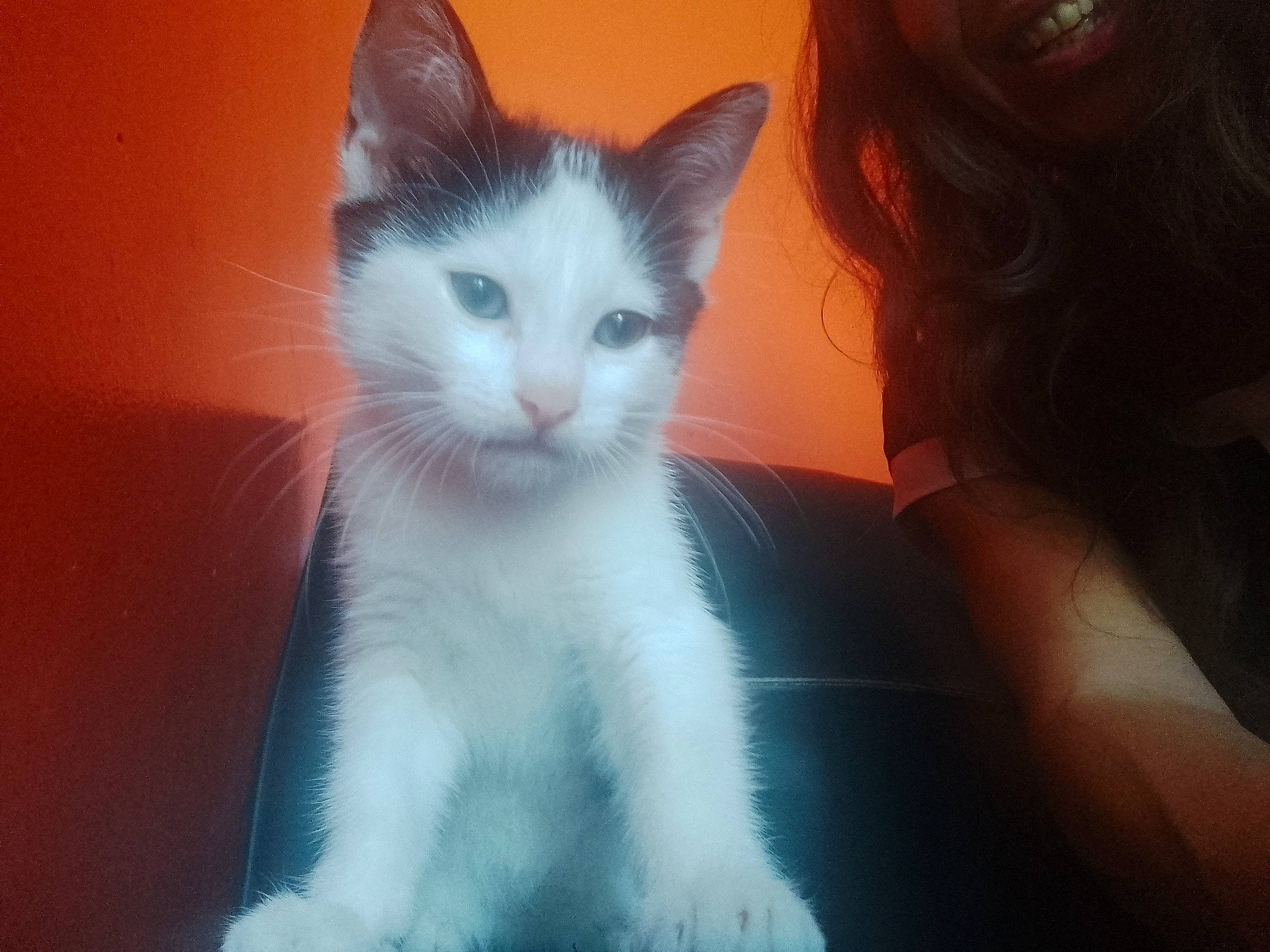 Snoopy a rejoint le concours — aidez-le/la à gagner de superbes lots ! carnivore, cat, domestic_short_haired_cat, electric_blue, eye, felidae, fur, iris, leg, paw, small_to_medium_sized_cats, snout, tail, whiskers