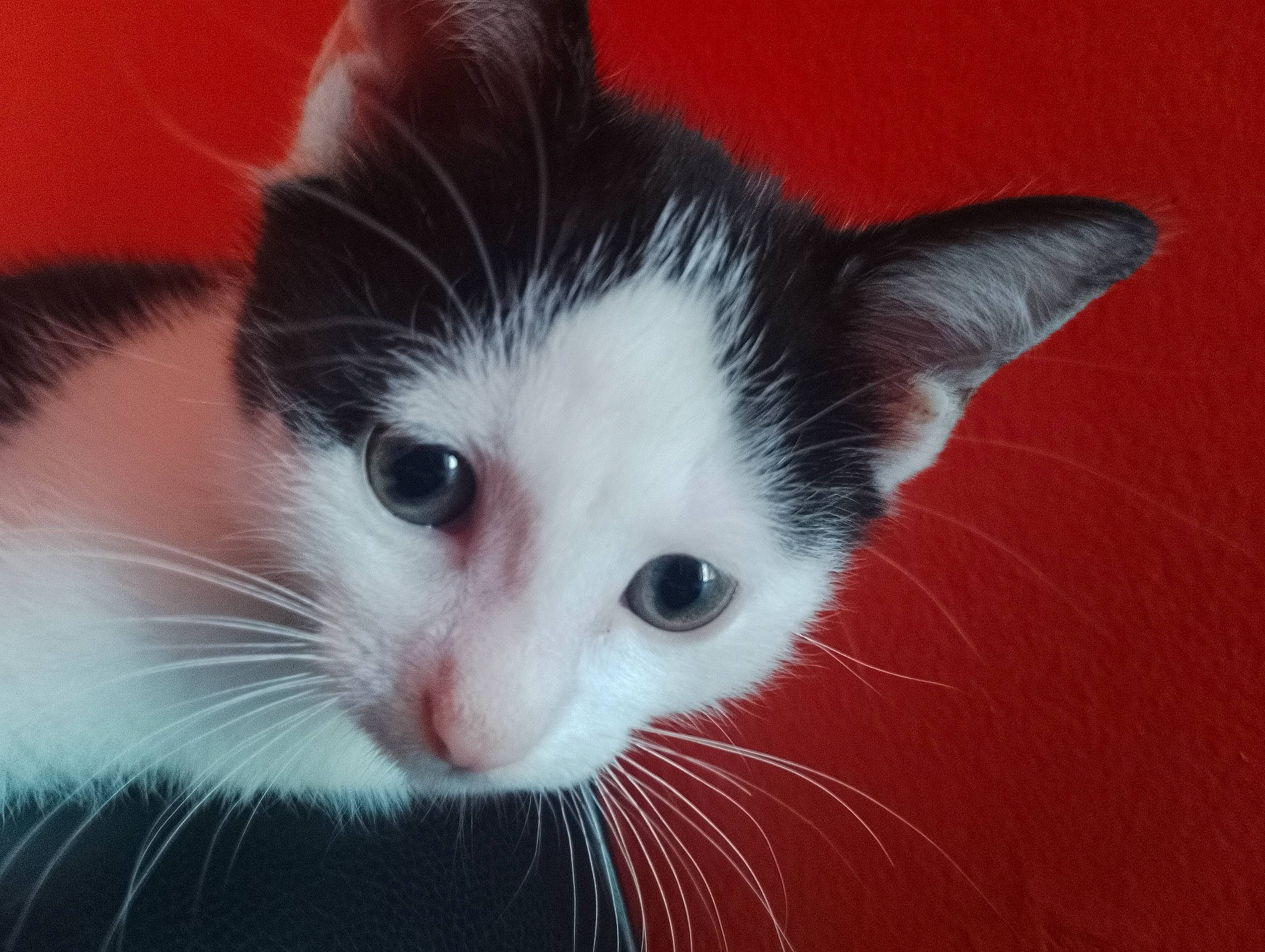 Snoopy a rejoint le concours — aidez-le/la à gagner de superbes lots ! carnivore, cat, domestic_short_haired_cat, felidae, fur, iris, small_to_medium_sized_cats, snout, tail, whiskers, window