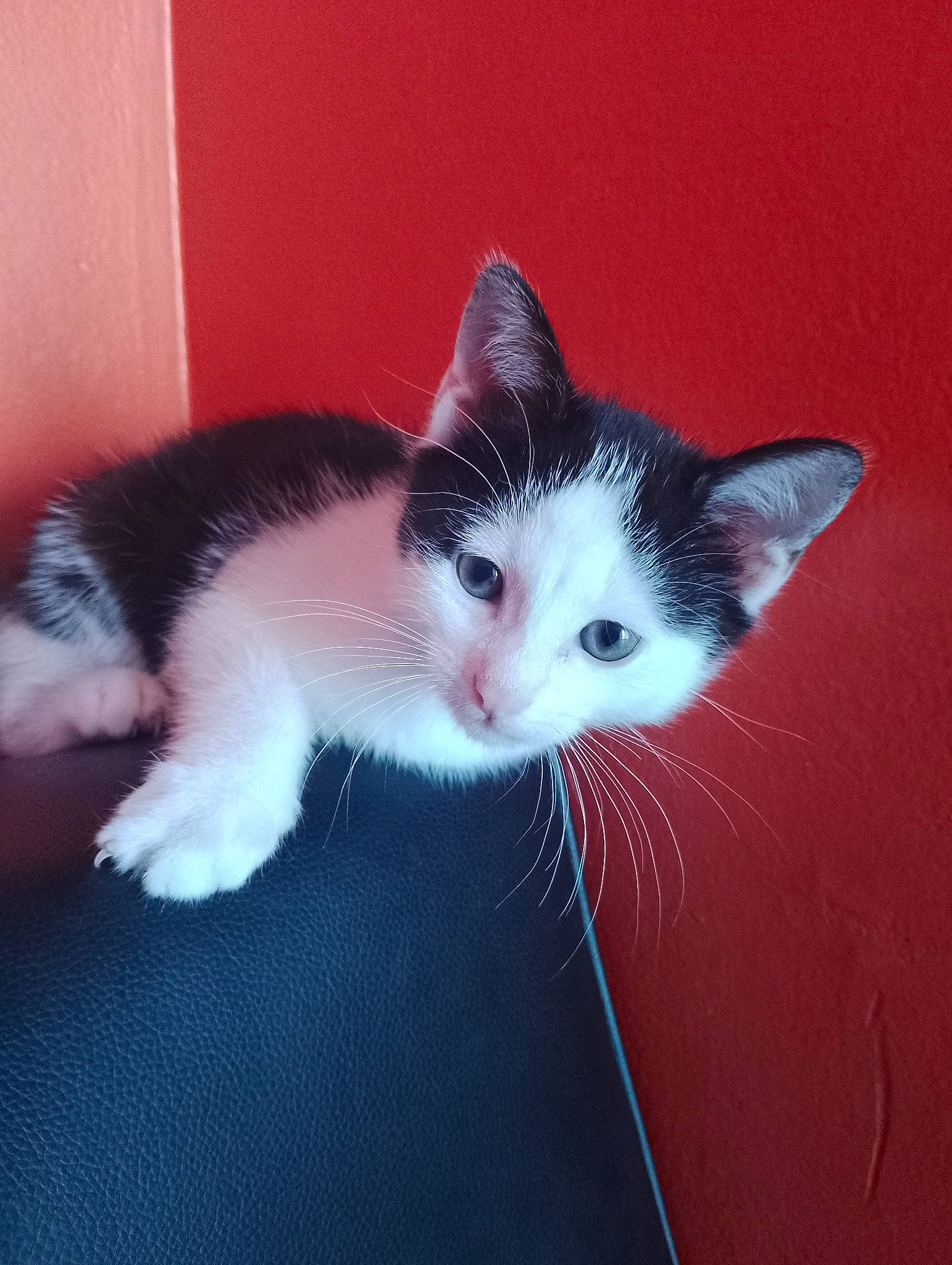 Snoopy participe au concours pour gagner de l'argent avec cette photo : carmine, carnivore, cat, claw, comfort, domestic_short_haired_cat, eye, felidae, flooring, foot, fur, head, paw, small_to_medium_sized_cats, snout, tail, whiskers, window