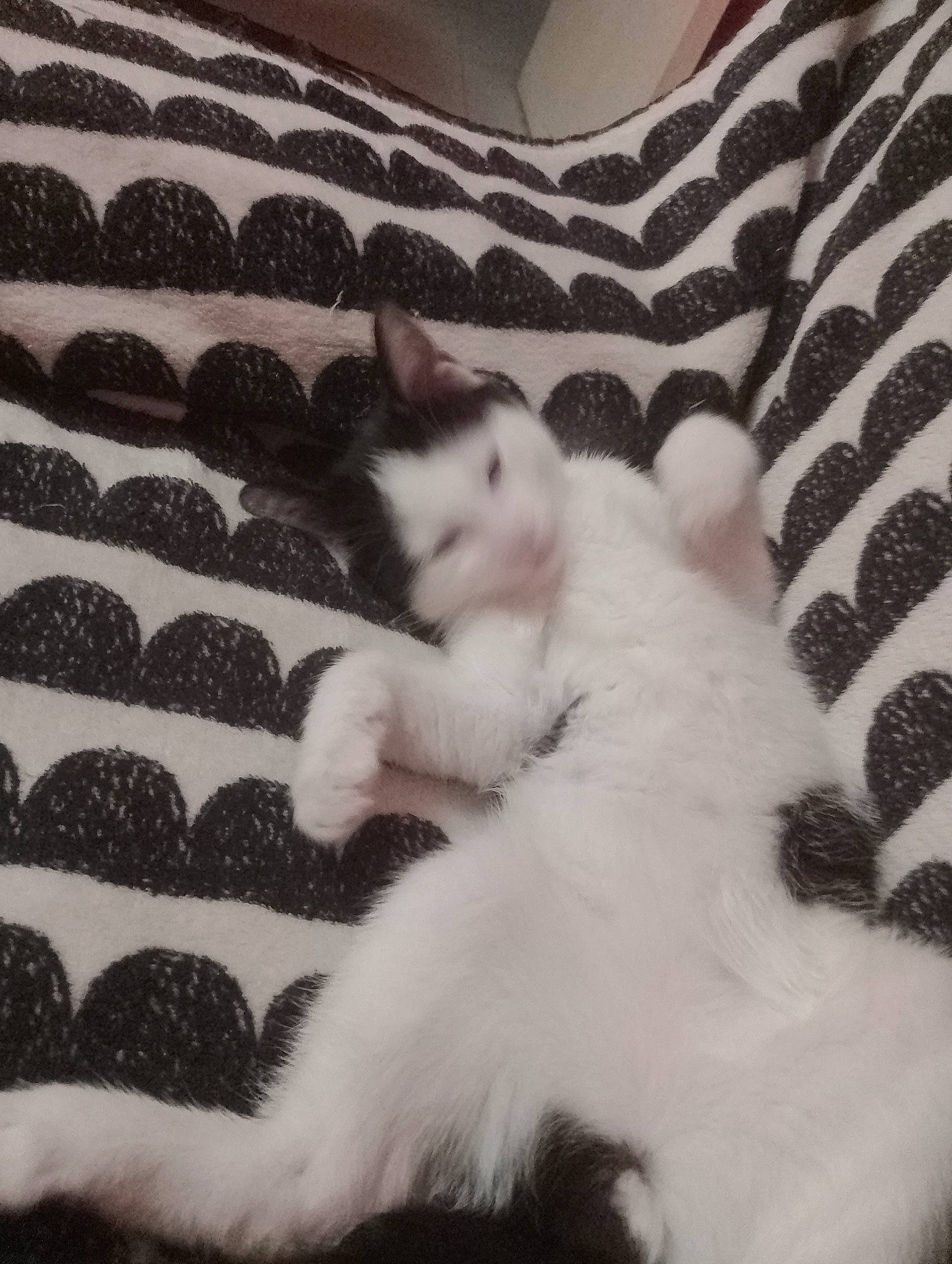 Snoopy a rejoint le concours — aidez-le/la à gagner de superbes lots ! bedding, blanket, carnivore, cat, cloud, comfort, domestic_short_haired_cat, felidae, flooring, fur, grey, linens, monochrome_photography, nap, pattern, paw, small_to_medium_sized_cats, tail, textile, whiskers