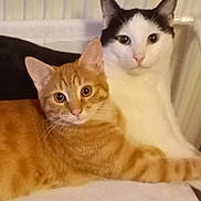 Tigrou Et Snoopy participe au concours pour gagner de l'argent avec cette photo : cat, two_cats, orange_cat, black_and_white_cat, tabby, feline, pet, indoor, radiator, bedding, blanket, whiskers, ears, eyes, fur, portrait, cute, snuggling, resting, looking_at_camera