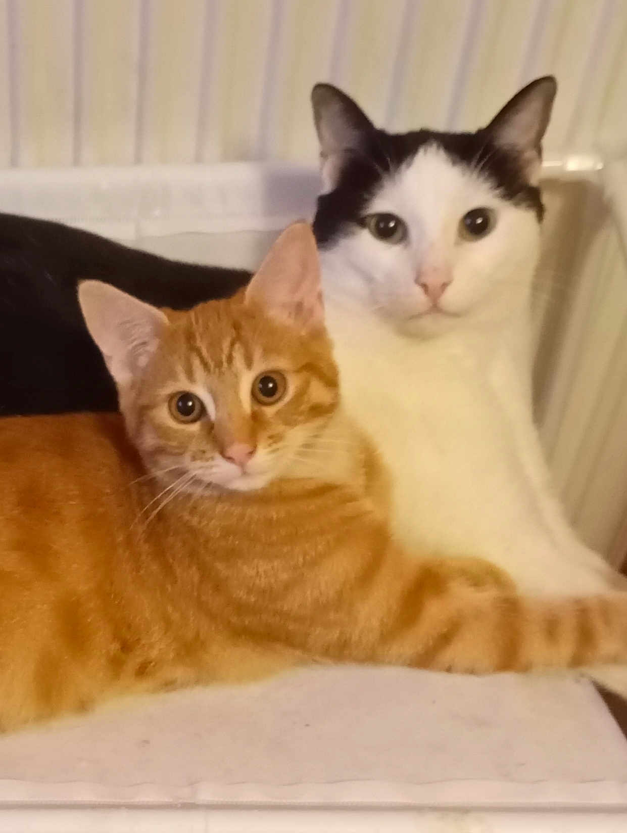 Tigrou Et Snoopy participe au concours pour gagner de l'argent avec cette photo : cat, two_cats, orange_cat, black_and_white_cat, tabby, feline, pet, indoor, radiator, bedding, blanket, whiskers, ears, eyes, fur, portrait, cute, snuggling, resting, looking_at_camera