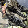 animal, blanket, book, casual, cat, comfort, couch, cozy, domestic, feline, fluffy, fur, indoor, living_room, pet, relaxed, resting, seated, striped, tabby