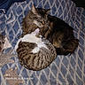 Judah Beaulieu is registered to the contest to win money with this photo: animal, blanket, cat, cats, close_together, cozy, curled_up, domestic_animal, ears, feline, fur, indoor, patterned_blanket, pet, plush_toy, resting, sleeping, tail, two_animals, whiskers