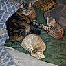 Judah Beaulieu joined the competition — help win amazing prizes! animal, bed, blanket, brown_fur, cat, cats, cozy, domestic, feline, fur, gray_fur, green_blanket, indoors, pets, relaxing, resting, sleeping, striped, tabby, whiskers