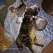 Judah Beaulieu is registered to the contest to win money with this photo: animal, blanket, cat, cats, companion, cozy, cute, domestic_animal, feline, fur, indoor, laying, multiple_animals, pet, pile, resting, sleeping, snuggling, striped, tabby