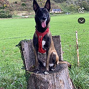 June a rejoint le concours — aidez-le/la à gagner de superbes lots ! accessories, animal, canine, dog, field, germanshepherd, grass, grassland, hound, nature, outdoors, park, pet, plant, policedog, puppy, rock, strap, tree, treestump