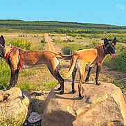 June Et Jaïka participe au concours pour gagner de l'argent avec cette photo : alert, animal, canine, dog, fence, field, grass, greenery, harness, landscape, nature, outdoor, path, pet, rock, sky, summer, sunlight, tongue_out, two_animals