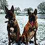 June Et Jaïka a rejoint le concours — aidez-le/la à gagner de superbes lots ! animal, belgian_malinois, bench, canine, cold, collar, daytime, dog, fur, nature, outdoor, park, pet, river, sitting, snow, tongue_out, trees, two_dogs, winter