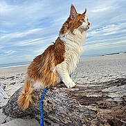 Furguson joined the competition — help win amazing prizes! cat, fluffy, orange_and_white, beach, log, sand, leash, outdoor, sky, cloudy, animal, pet, nature, fur, side_view, sitting, calm, daylight, wildlife, closeup