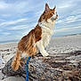 cat, fluffy, orange_and_white, beach, log, sand, leash, outdoor, sky, cloudy, animal, pet, nature, fur, side_view, sitting, calm, daylight, wildlife, closeup