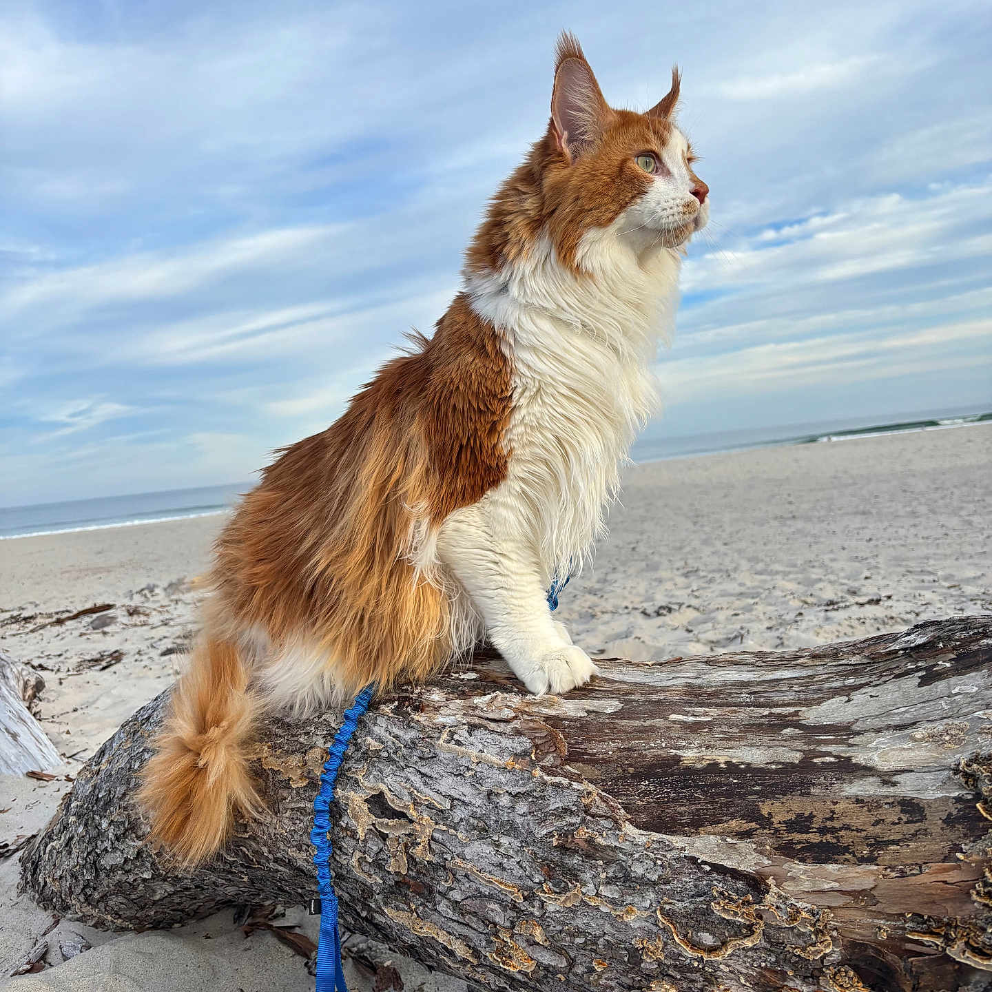 Furguson joined the competition — help win amazing prizes! animal, beach, calm, cat, closeup, cloudy, daylight, fluffy, fur, leash, log, nature, orange_and_white, outdoor, pet, sand, side_view, sitting, sky, wildlife
