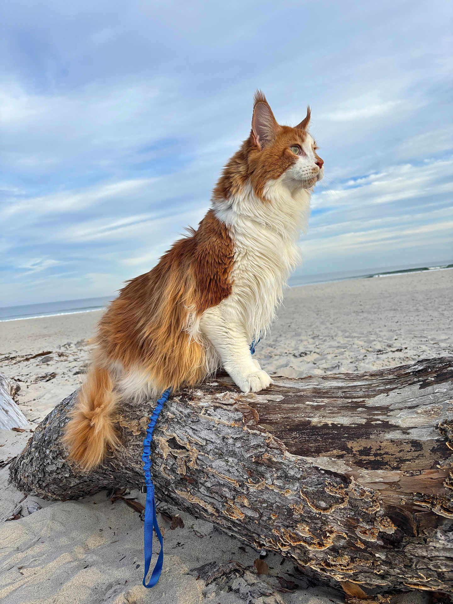 Furguson joined the competition — help win amazing prizes! cat, fluffy, orange_and_white, beach, log, sand, leash, outdoor, sky, cloudy, animal, pet, nature, fur, side_view, sitting, calm, daylight, wildlife, closeup