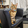 Tazmin is registered to the contest to win money with this photo: abyssinian, animal, architecture, armchair, ball, building, cat, chair, couch, furniture, indoors, interiordesign, kitten, livingroom, pet, room, sport, tennis, tennisball, wood
