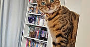 Tazmin is registered to the contest to win money with this photo: animal, architecture, book, bookcase, building, cat, chair, couch, face, furniture, head, indoors, library, livingroom, person, pet, publication, room, shelf, wood