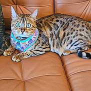 Tazmin is registered to the contest to win money with this photo: cat, bengal_cat, blue_eyes, leather_couch, harness, pillow, indoor, pet, animal, striped, spotted, relaxed, fur, tail, whiskers, close_up, mammal, domestic_cat, feline, resting