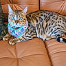 cat, bengal_cat, blue_eyes, leather_couch, harness, pillow, indoor, pet, animal, striped, spotted, relaxed, fur, tail, whiskers, close_up, mammal, domestic_cat, feline, resting