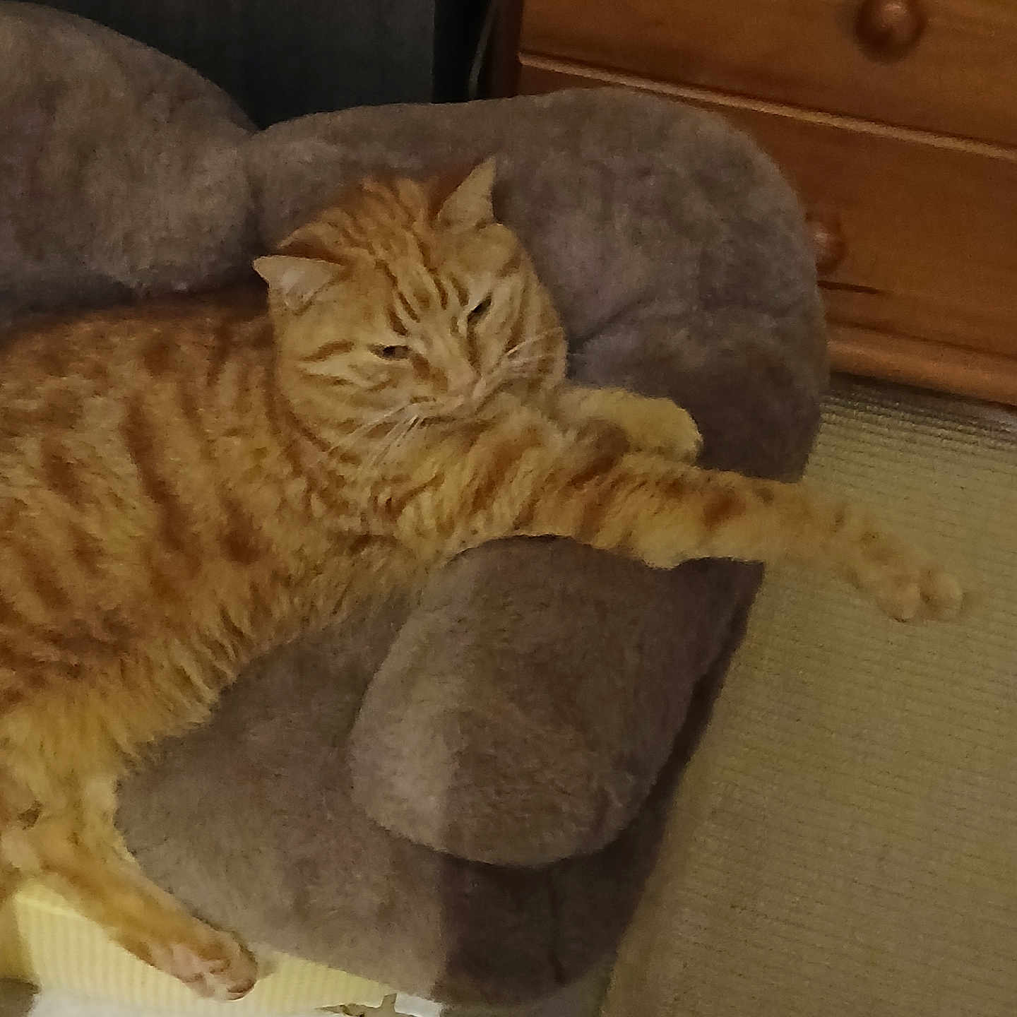 Filou participe au concours pour gagner de l'argent avec cette photo : animal, carpet, cat, cozy, cute, feline, floor, fur, home, indoor, orange_tabby, paw, pet, pet_bed, relaxed, resting, sleepy, stretching, tabby, wooden_dresser