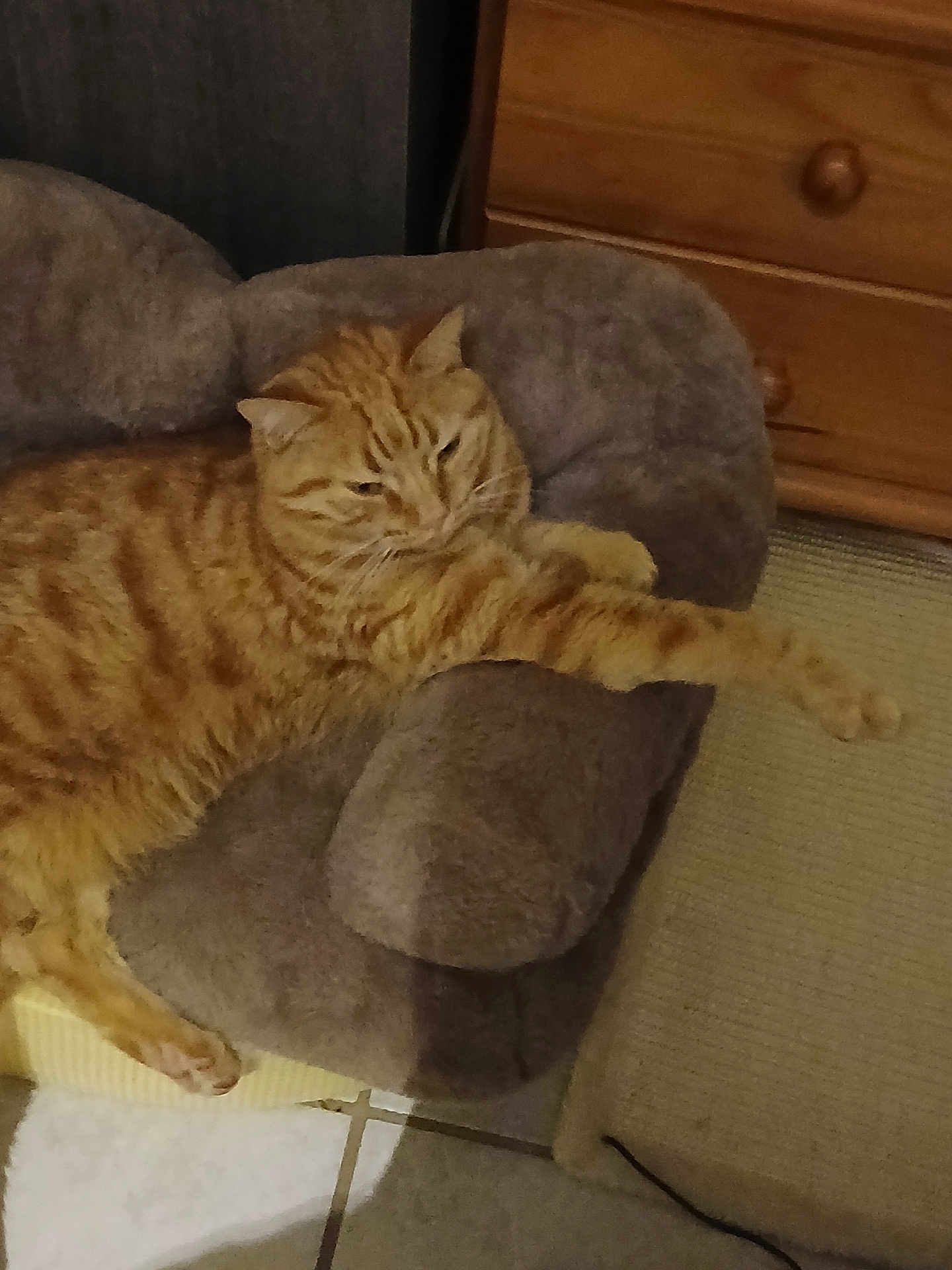 Filou participe au concours pour gagner de l'argent avec cette photo : cat, orange_tabby, pet_bed, stretching, feline, indoor, relaxed, cozy, fur, paw, wooden_dresser, carpet, floor, tabby, resting, animal, home, cute, sleepy, pet