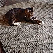 Bob Bob joined the competition — help win amazing prizes! animal, cat, collar, cozy, domestic, ears, feline, floor, house, indoor, pet, relaxed, resting, rug, stretching, striped, tabby, whiskers, white_paws, wooden_floor