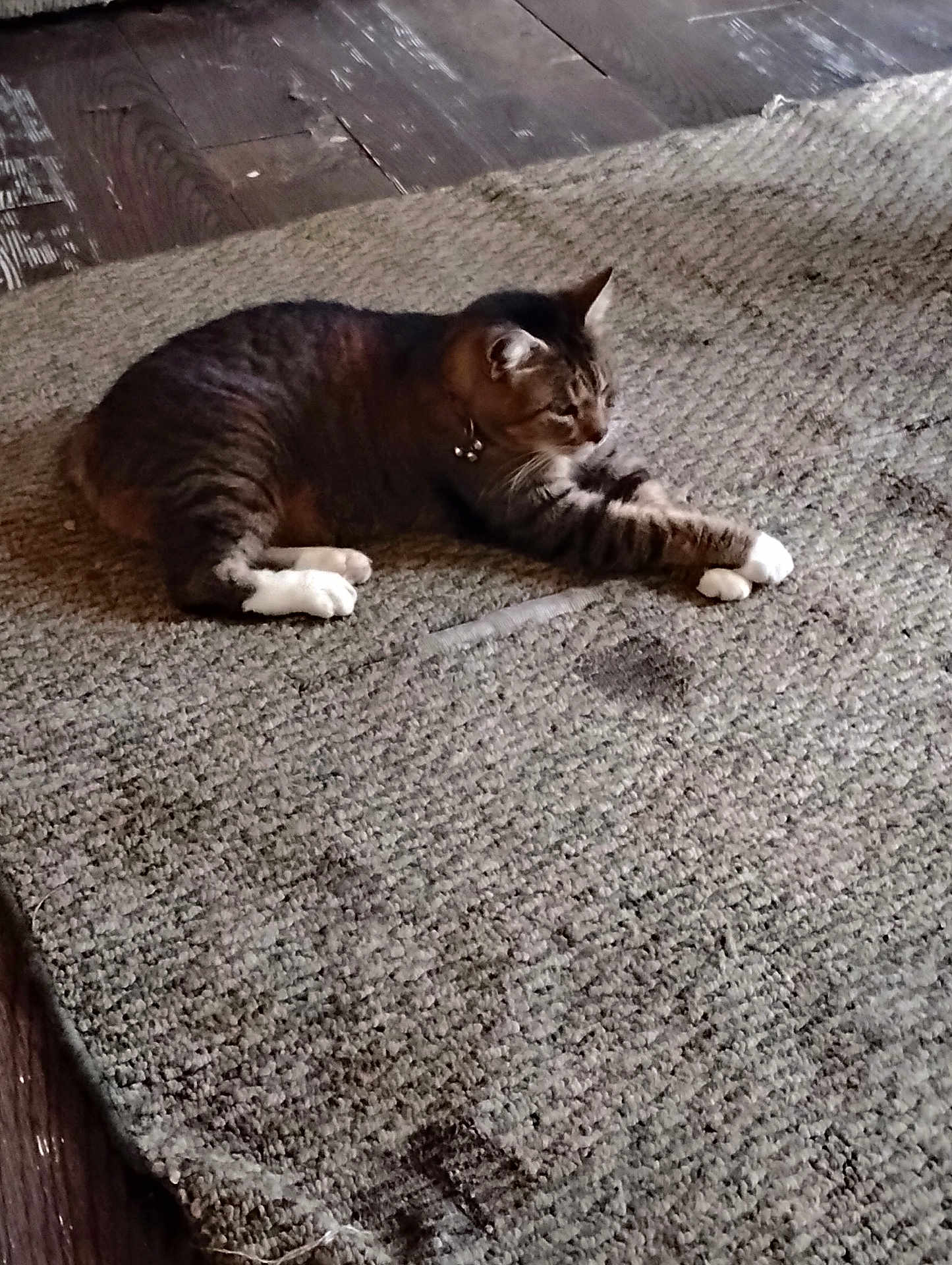 Bob Bob joined the competition — help win amazing prizes! animal, cat, collar, cozy, domestic, ears, feline, floor, house, indoor, pet, relaxed, resting, rug, stretching, striped, tabby, whiskers, white_paws, wooden_floor