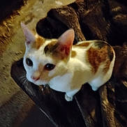 Lilly joined the competition — help win amazing prizes! cat, animal, pet, indoor, blanket, fur, white, orange, curious, sitting, feline, cute, domestic, cozy, texture, soft, looking_up, ears, whiskers, closeup