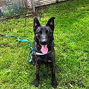 Hallow is registered to the contest to win money with this photo: dog, black_dog, grass, leash, outdoor, pet, animal, canine, tongue_out, sitting, happy, fence, yard, collar, playful, nature, domestic_animal, fur, ears, muzzle
