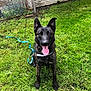 dog, black_dog, grass, leash, outdoor, pet, animal, canine, tongue_out, sitting, happy, fence, yard, collar, playful, nature, domestic_animal, fur, ears, muzzle