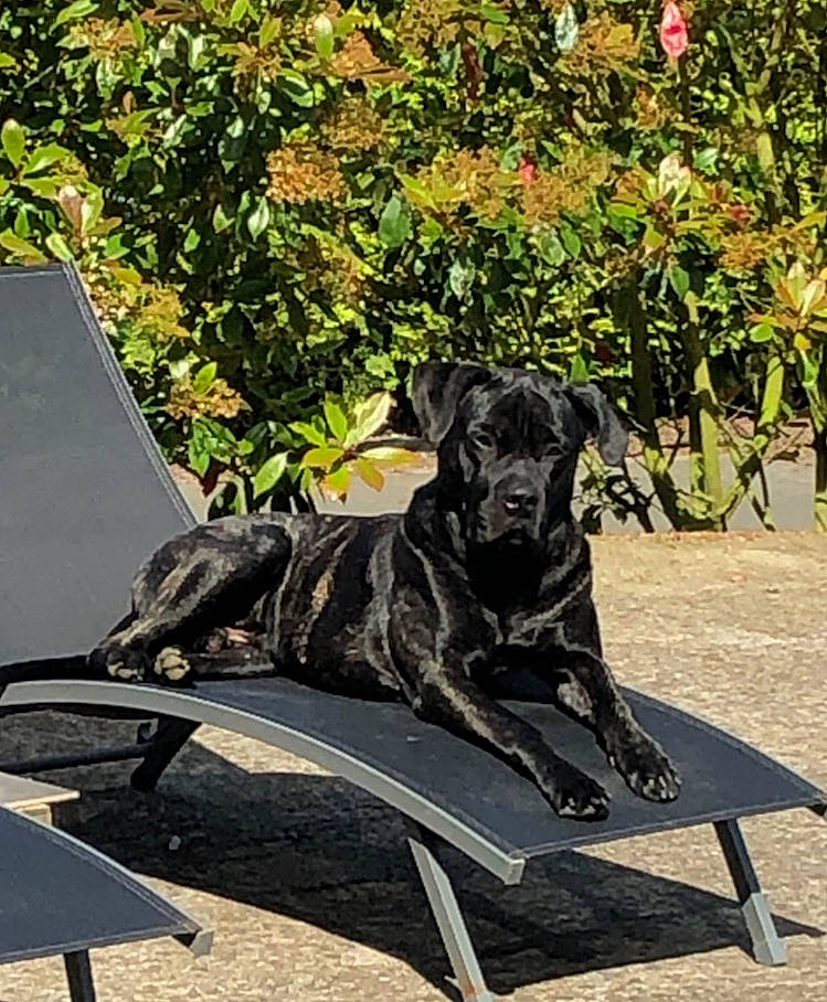 Markus participe au concours pour gagner de l'argent avec cette photo : canidae, carnivore, companion_dog, dog, dog_breed, guard_dog, non_sporting_group, plant, sporting_group, working_dog