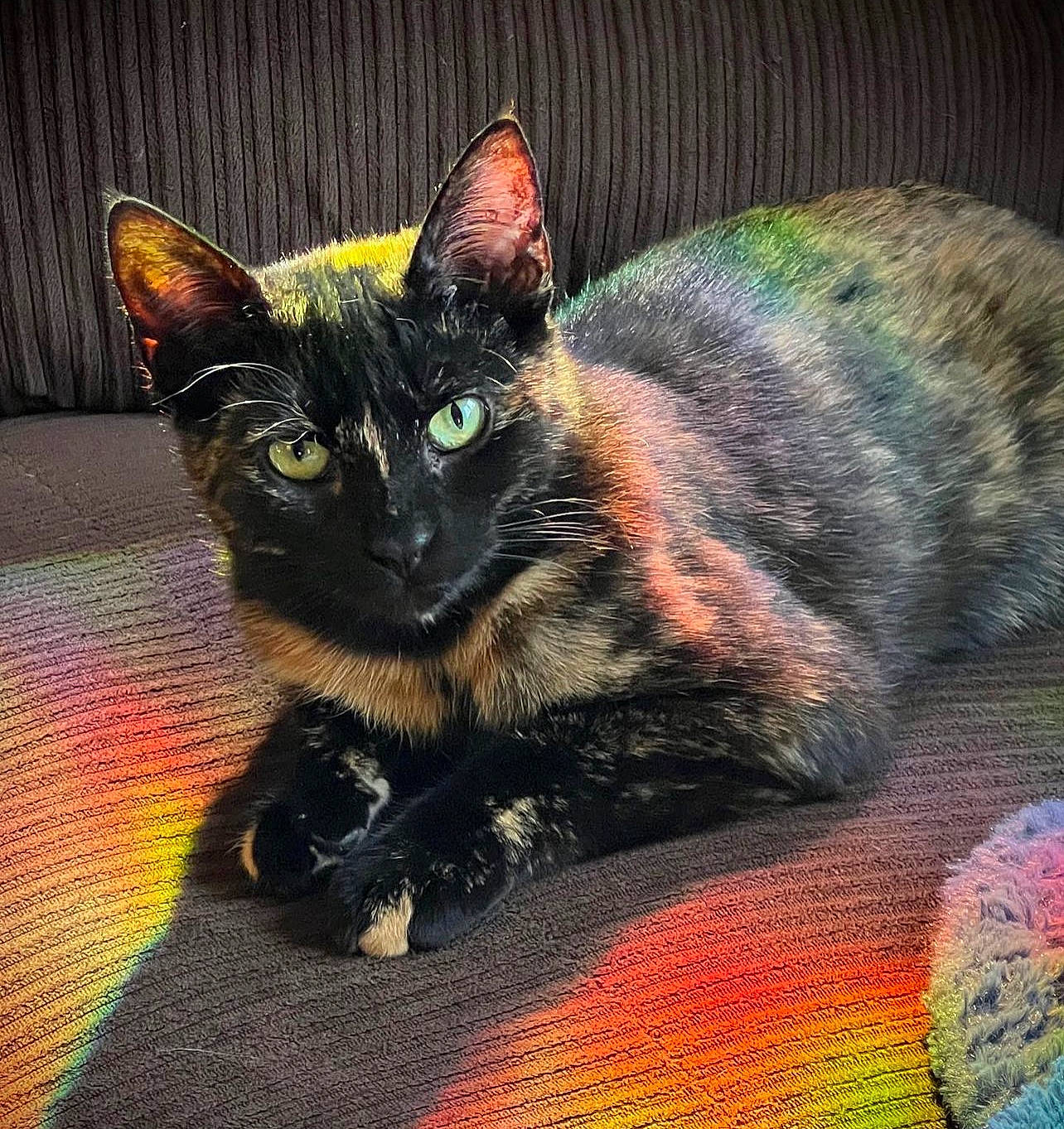 Gypsy is registered to the contest to win money with this photo: art, black_cat, bombay, carnivore, cat, cat_toy, claw, comfort, darkness, domestic_short_haired_cat, event, felidae, fur, grass, paw, sitting, small_to_medium_sized_cats, snout, tail, whiskers