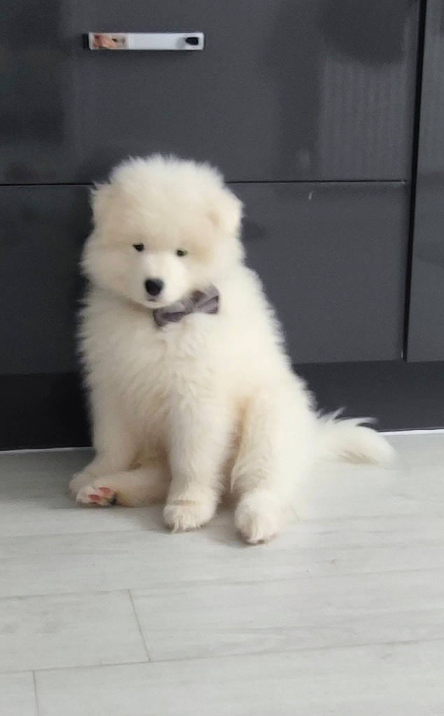 Teddy is registered to the contest to win money with this photo: ancient_dog_breeds, canidae, carnivore, companion_dog, dog, dog_breed, flooring, fur, german_spitz_klein, non_sporting_group, puppy, snout, spitz, sporting_group, toy_dog, volpino_italiano, whiskers, working_animal