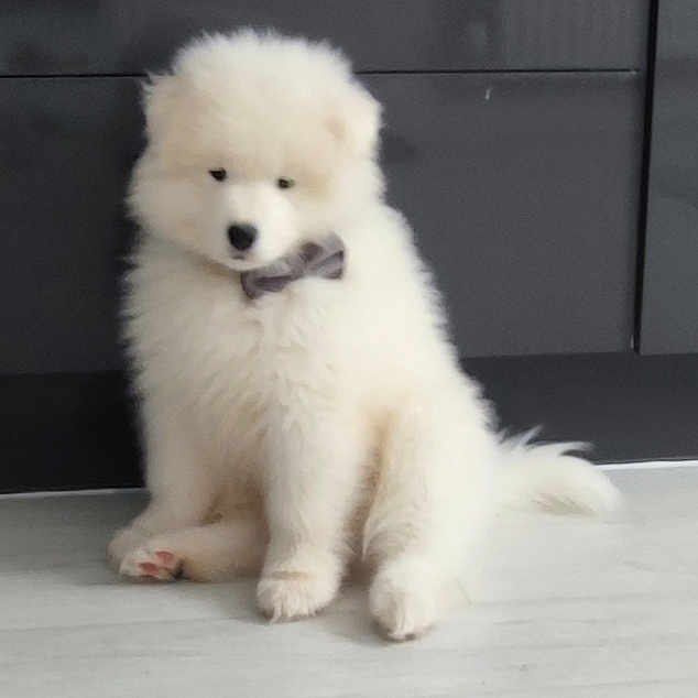 Teddy
