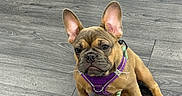 Marsha joined the competition — help win amazing prizes! animal, brown_coat, cute, dog, ears, french_bulldog, front_view, gray_floor, green_leash, harness, indoor, leash, pet, portrait, puppy, purple_harness, serious_expression, short_muzzle, sitting, wood_floor