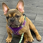Marsha is registered to the contest to win money with this photo: animal, brown_fur, cute, dog, ears, face, french_bulldog, green_leash, harness, indoor, leash, pet, portrait, puppy, purple_harness, serious_expression, short_snout, sitting, tile_floor, wrinkles