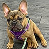 animal, brown_fur, cute, dog, ears, face, french_bulldog, green_leash, harness, indoor, leash, pet, portrait, puppy, purple_harness, serious_expression, short_snout, sitting, tile_floor, wrinkles