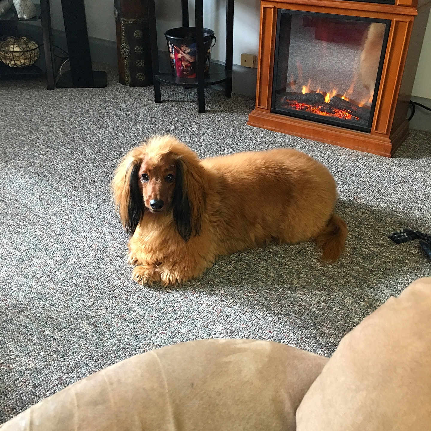 Oliver joined the competition — help win amazing prizes! animal, architecture, building, canine, cockerspaniel, couch, dog, fire, fireplace, furniture, hearth, homedecor, hound, indoors, interiordesign, livingroom, person, pet, puppy, room