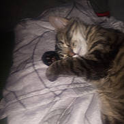 Buddy is registered to the contest to win money with this photo: cat, sleeping, tabby, striped, blanket, cozy, indoor, paw, fur, resting, pet, animal, cute, soft, relaxing, closeup, feline, comfort, domestic, nap