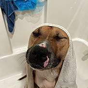 Red joined the competition — help win amazing prizes! dog, towel, bathtub, bathroom, puppy, pet, relaxed, brown, white, pink_spot, closed_eyes, fur, snout, whiskers, clean, bathtub_rack, blue_pouf, hanging_towel, indoor, cute