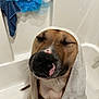 dog, towel, bathtub, bathroom, puppy, pet, relaxed, brown, white, pink_spot, closed_eyes, fur, snout, whiskers, clean, bathtub_rack, blue_pouf, hanging_towel, indoor, cute
