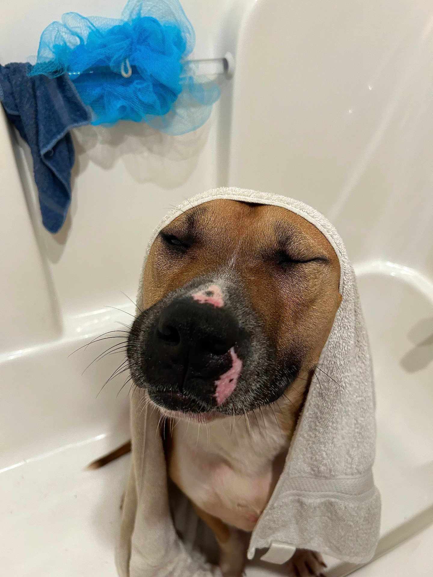 Red joined the competition — help win amazing prizes! dog, towel, bathtub, bathroom, puppy, pet, relaxed, brown, white, pink_spot, closed_eyes, fur, snout, whiskers, clean, bathtub_rack, blue_pouf, hanging_towel, indoor, cute