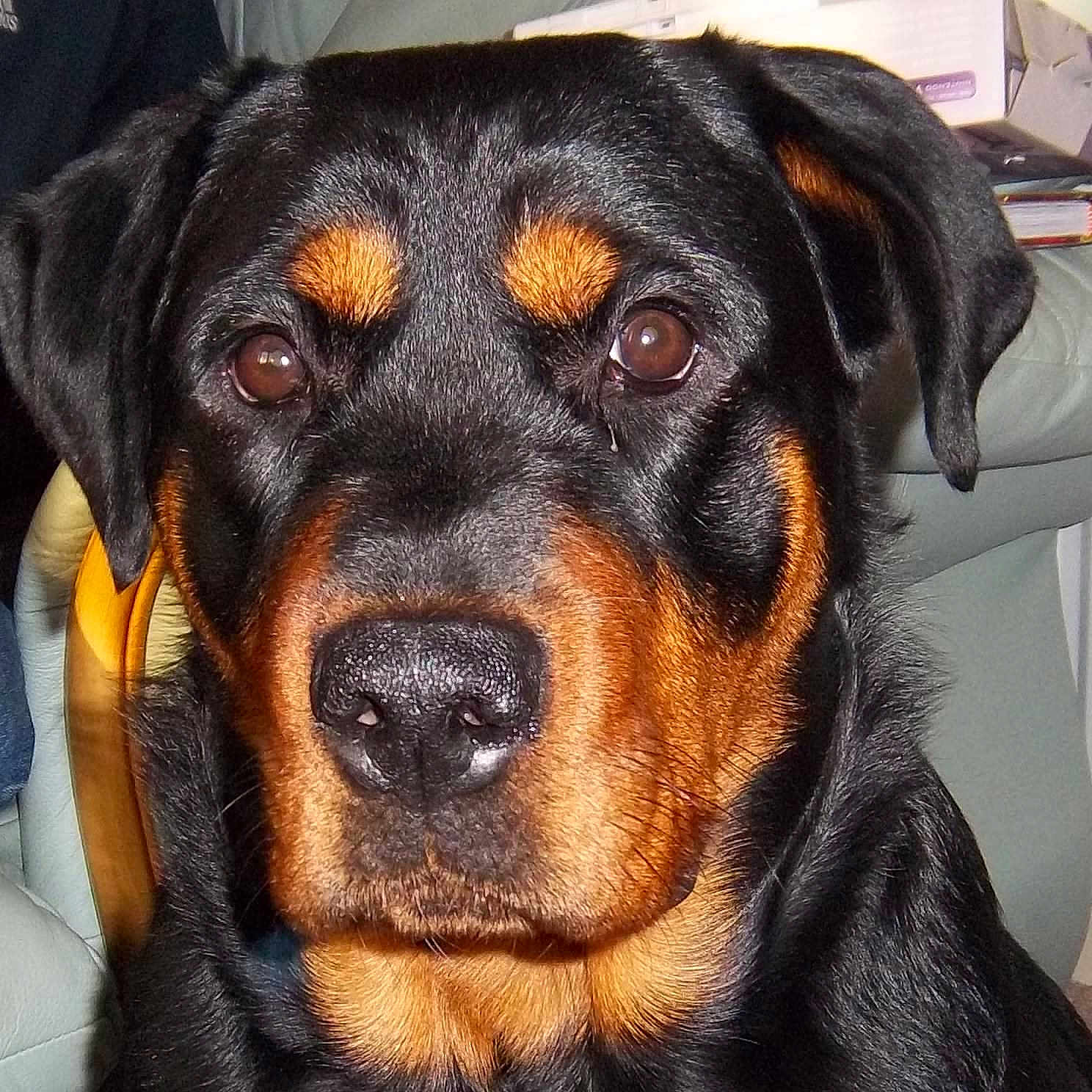 Roxi is registered to the contest to win money with this photo: