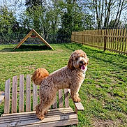 Ralph joined the competition — help win amazing prizes! dog, bench, grass, fence, trees, outdoor, sunny, pet, happy, playful, wood, nature, canine, park, summer, animal, tongue, fur, daytime, backyard